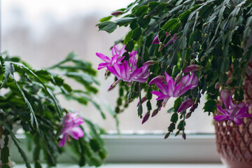 Schlumbergera truncata - Thanksgiving cactus or Crab cactus with bright pink flowers by the window start blooming in winter