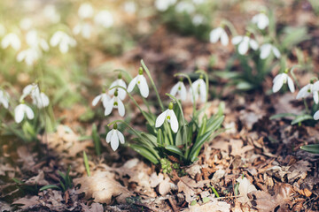 Beautiful field of spring flowers, snowdrops, on sunlight, in bloom