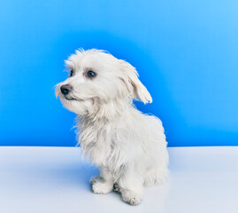 Adorable dog over isolated blue background.