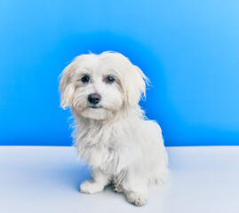 Adorable dog over isolated blue background.