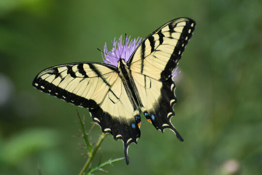 Butterfly 2020-43 / Tiger Swallowtail (Papilio glaucus)