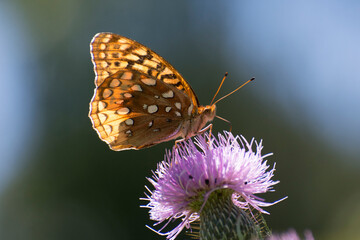 Butterfly 2020-46 / Aphrodite fritillary (Speyeria aphrodite)