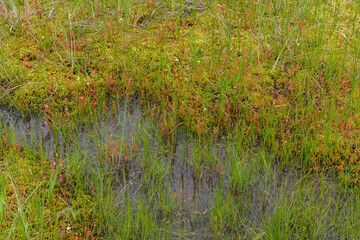 モウセンゴケとナガバノモウセンゴケ