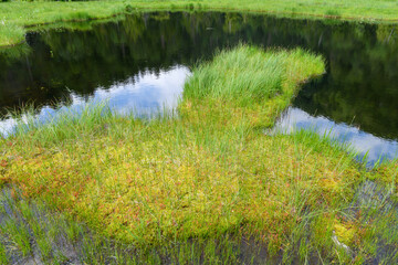 白砂田代の池塘