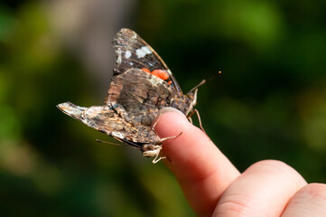 Admiralfalter, vanessa atalanta, Paarung