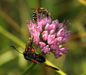 Gemeines Blutstrüpfchen