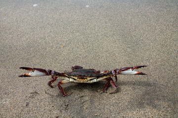 crab on the sand