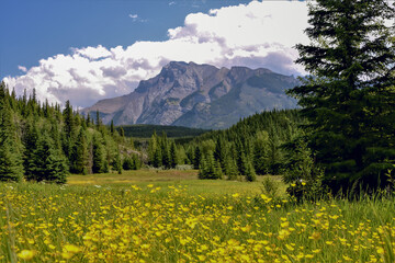 Fototapeta premium Wildflowers in Banff National Park