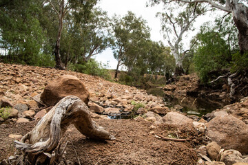 tree stump in river bed