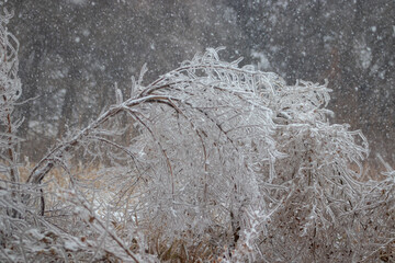 Tree branches weighted down covered with ice