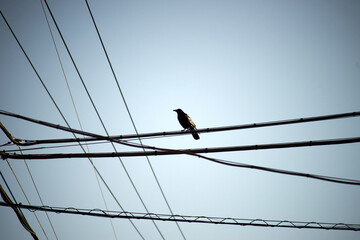 カラス・電線の上・空