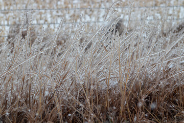 Close up of ice covered grass in front of fence
