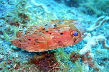 Diodon holocanthus - Langstachel-Igelfish