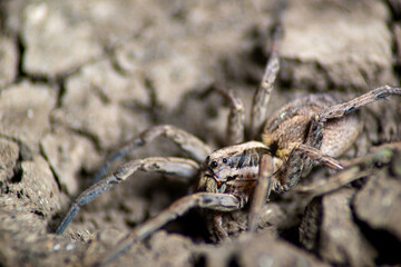 large brown predatory poisonous spider