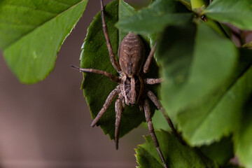 large brown predatory poisonous spider
