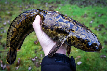 Angler holding a burbot - fishing trophy