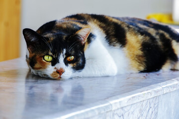 Femail Calico cat is sitting on the floor