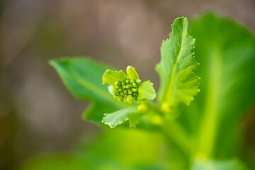 Sprouted rotten white cabbage. Decor from natural products. Young sprouts of white cabbage grew right on swing. Still life of vegetables. Zero-waste