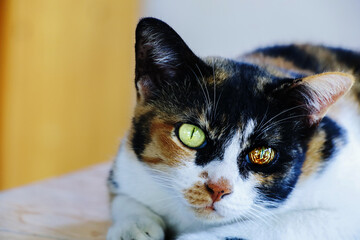 Femail Calico cat is sitting on the floor