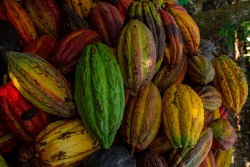 Mazorcar de cacao, Arauquita, Arauca, Colombia