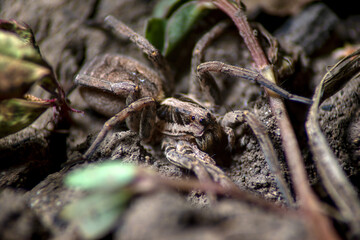 large brown predatory poisonous spider