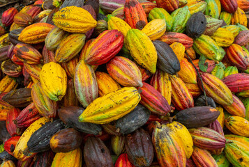 Fototapeta premium Mazorcas de cacao, Arauquita, Arauca, Colombia