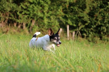 small jack russell terrier is running in the park