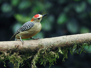 Hoffmann`s Woodpecker ( Male)