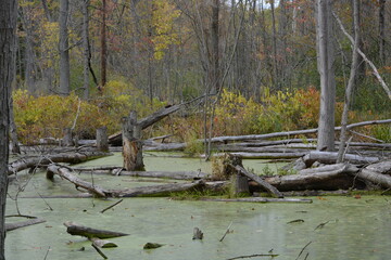 tree in the water