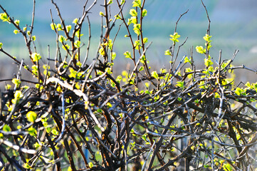 Vineyards in the valley.