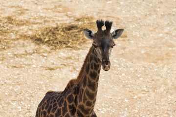 Close-up of an adult giraffe, blurred background