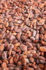 Granos de cacao secandose 