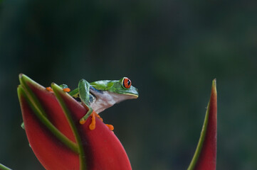Red-eyed Leaf-frog 4