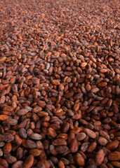 Granos de cacao secandose