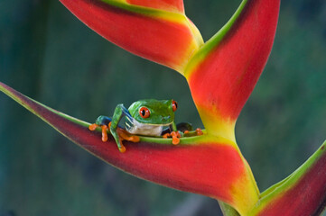 Red-eyed Leaf-frog 1
