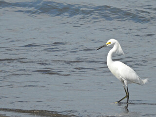 Snowy Egret