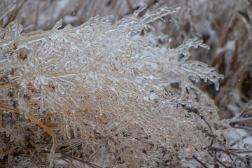 Tree branches covered in ice in the winter