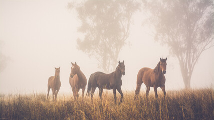 Fototapeta herd of horses in fog obraz