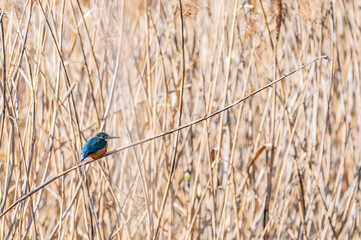 Kingfisher