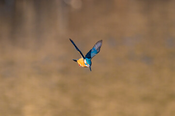 Kingfisher