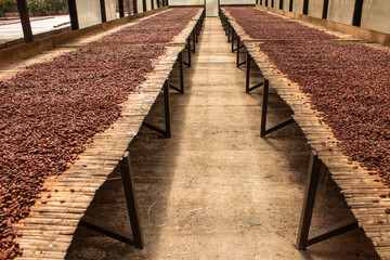 Obraz premium Proceso del secado del cacao, Arauquita, Arauca, Colombia.