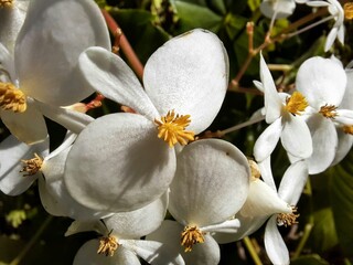 white begonia flowers