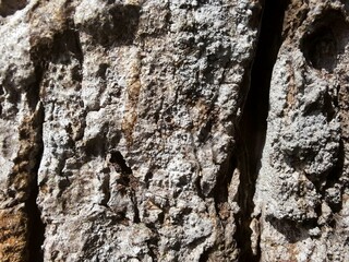 bark of a mango tree
