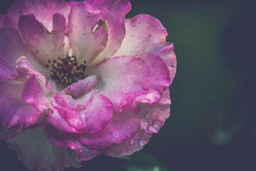 Naklejka premium close up of a pink rose
