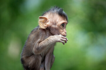 可愛いサル