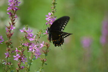 butterfly on thee flower