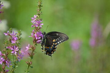 butterfly on thee flower