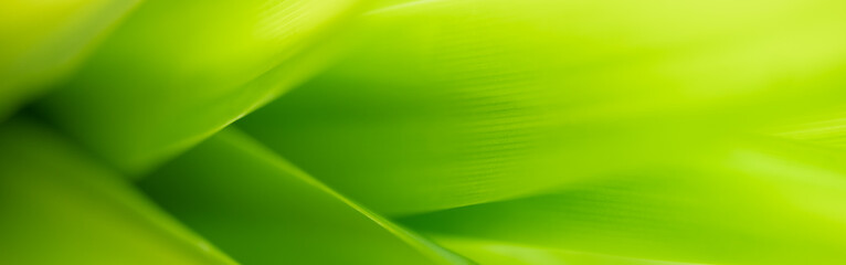 Closeup of green nature leaf on blurred greenery background in garden with bokeh and copy space using as background cover page concept.