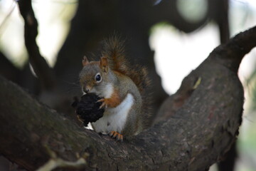 squirrel on a tree