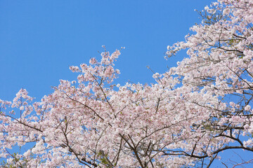 入来清浦ダム周辺　 青空を背景に満開の桜
